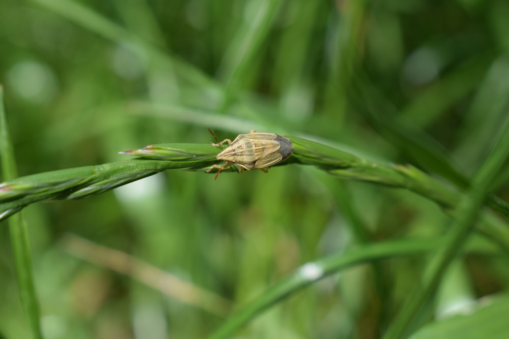 a bug is sitting on a blade of grass