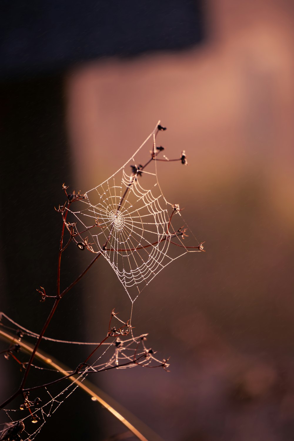 a spider web sits on top of a plant