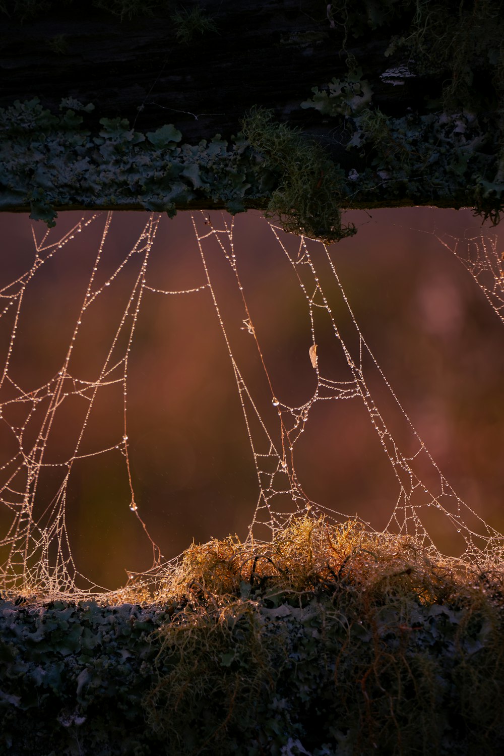 a close up of water droplets on a spider web