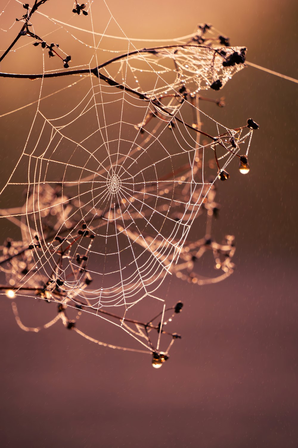 a spider web hanging from a tree branch