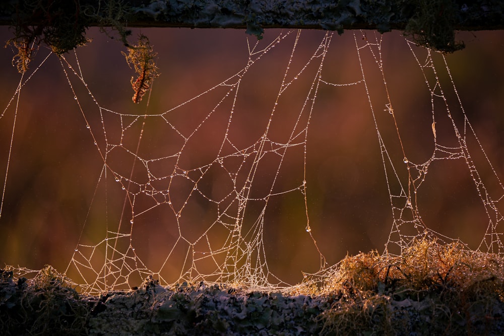 a close up of a spider web on a fence