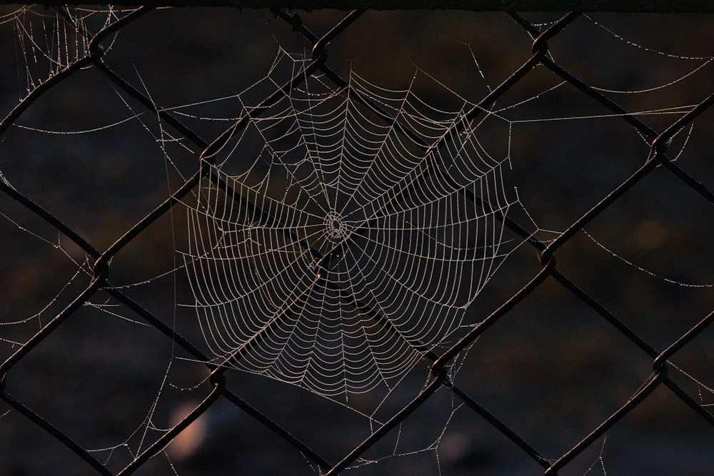 a spider web on a chain link fence