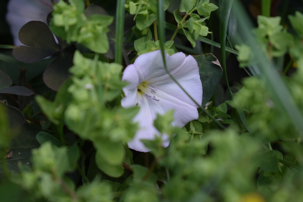 a white flower surrounded by green leaves