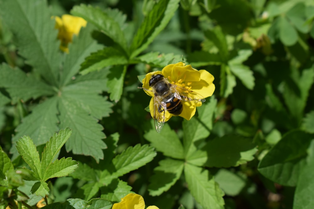 a bee that is sitting on a flower