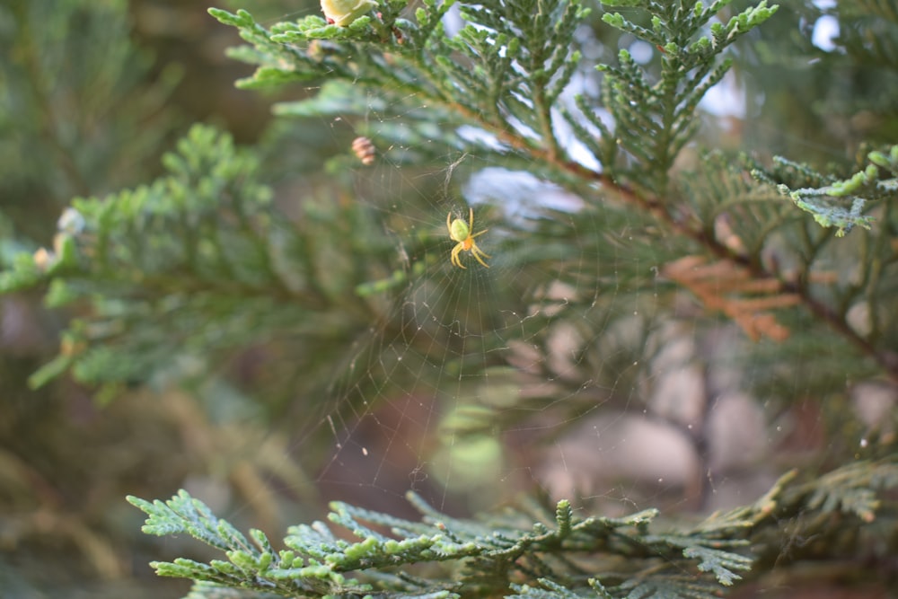 a spider web hanging from a tree branch