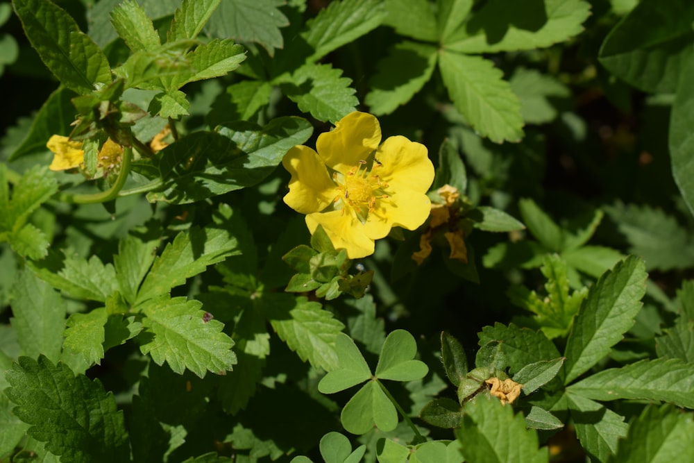 a small yellow flower surrounded by green leaves