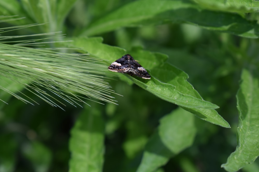 a bug sitting on top of a green leafy plant