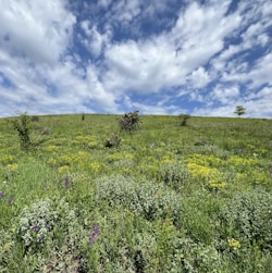 a grassy field with wildflowers and trees on a cloudy day