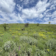 a grassy field with wildflowers and trees on a cloudy day