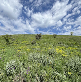 a grassy field with wildflowers and trees on a cloudy day