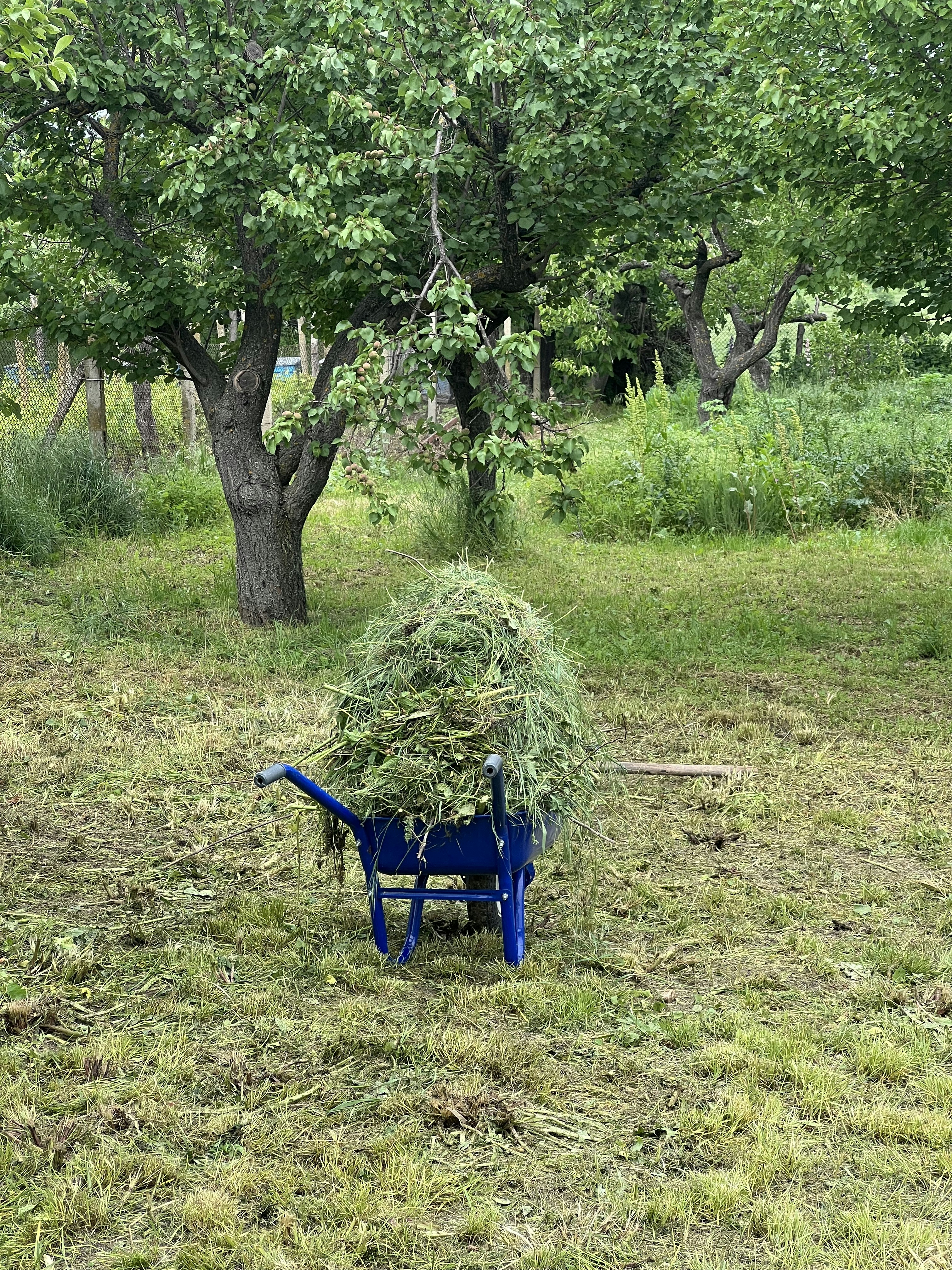 une brouette bleue pleine de foin dans un champ