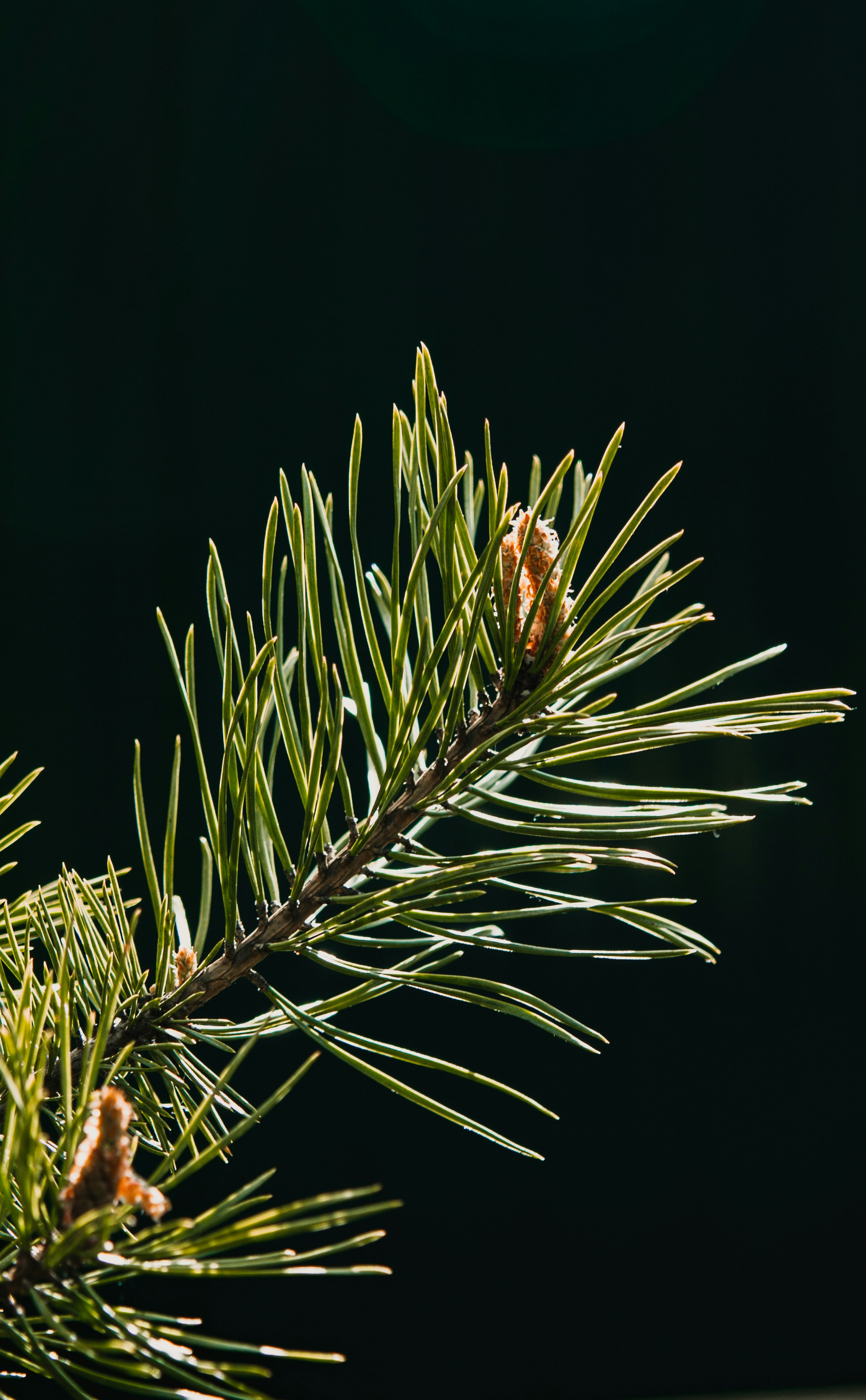 Photo by sam_badmaeva