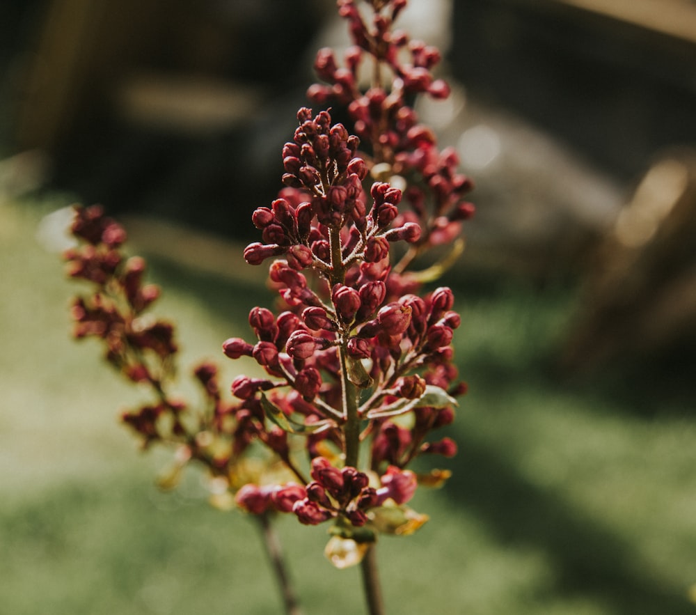 a close up of a flower in a vase