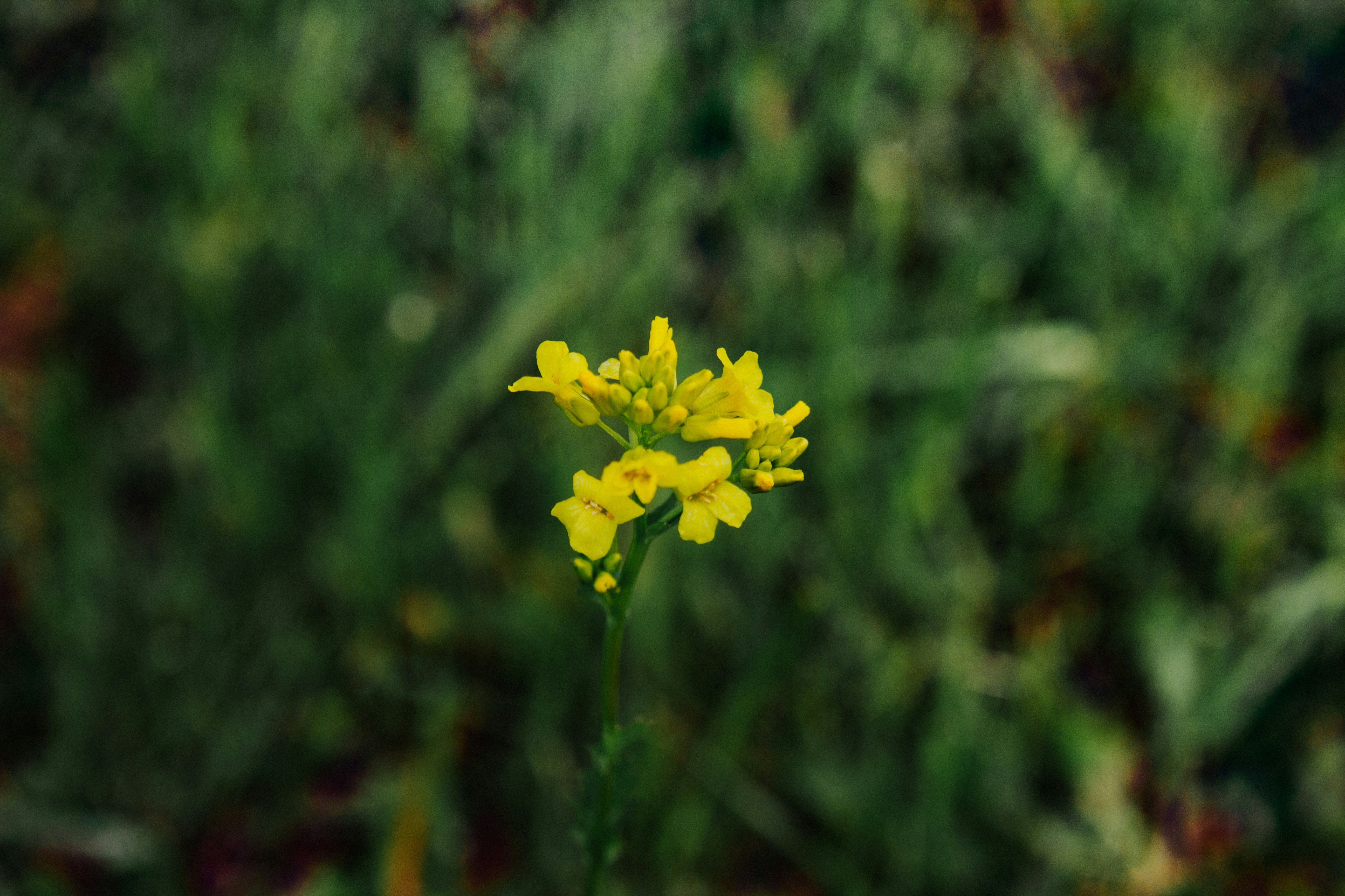 Photo by sam_badmaeva