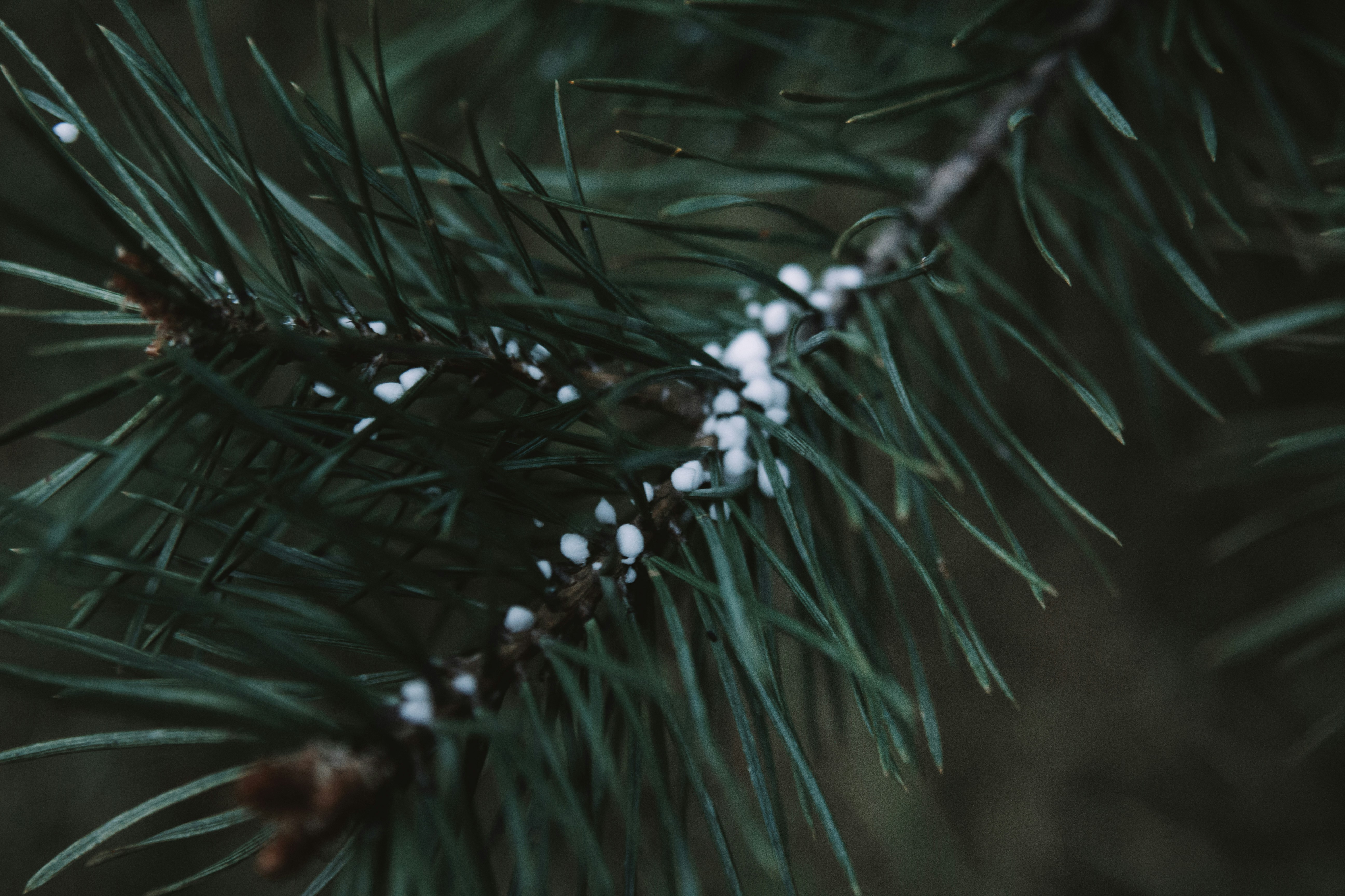 Photo by sam_badmaeva