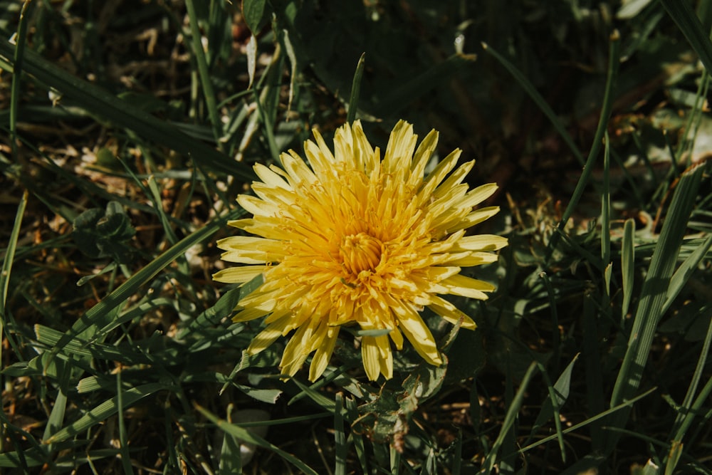a close up of a yellow flower in the grass