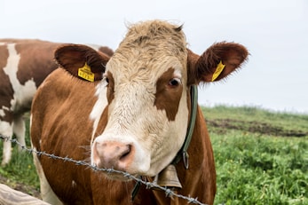 a brown and white cow standing next to a barbed wire fence