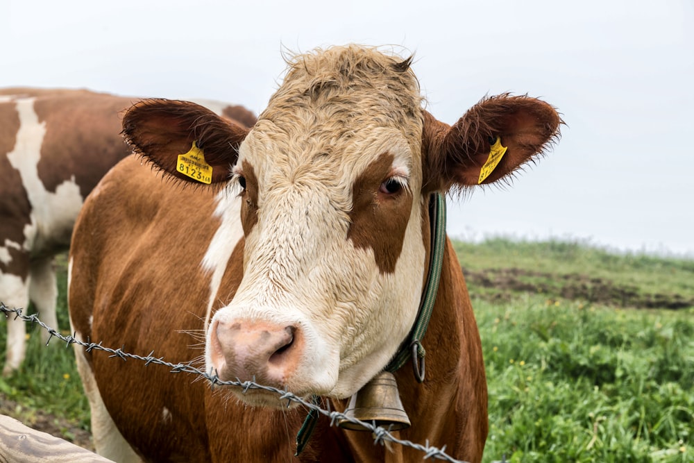 a brown and white cow standing next to a barbed wire fence
