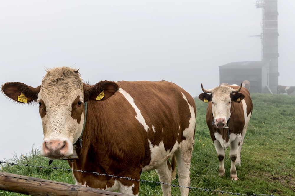 a couple of cows standing on top of a lush green field