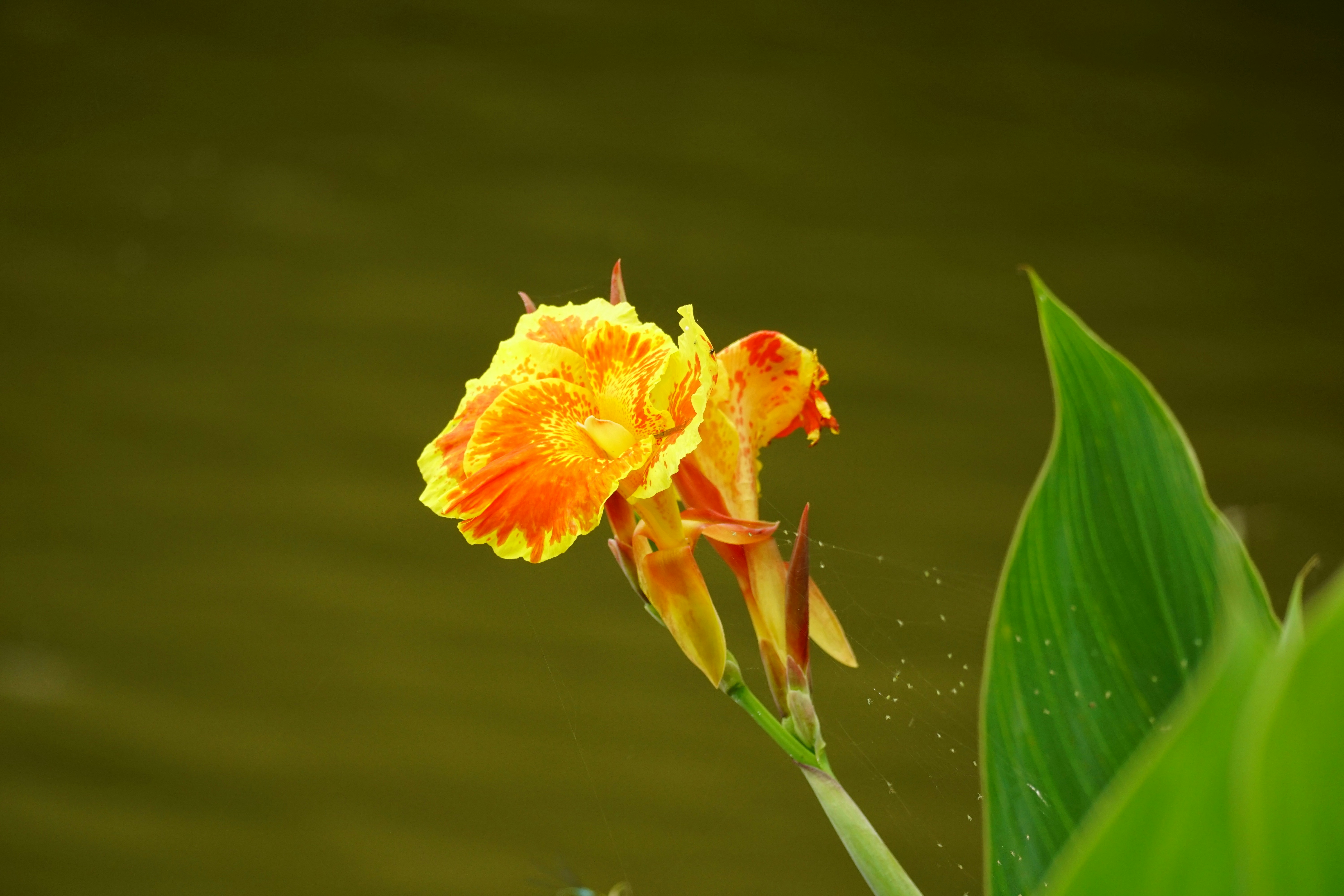 A Fleur d'eau
