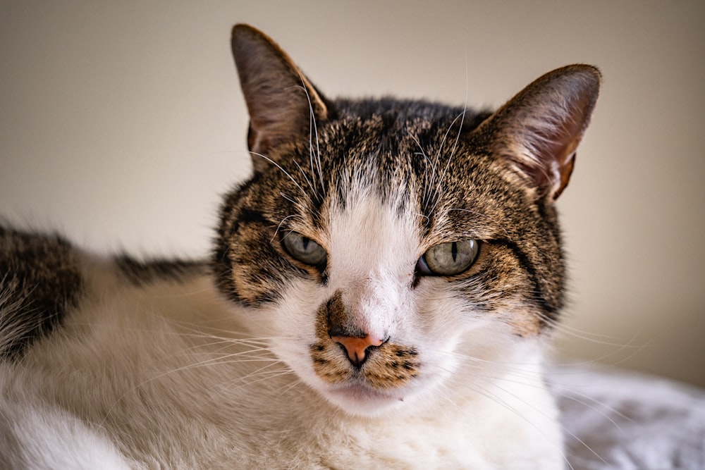 a close up of a cat laying on a bed