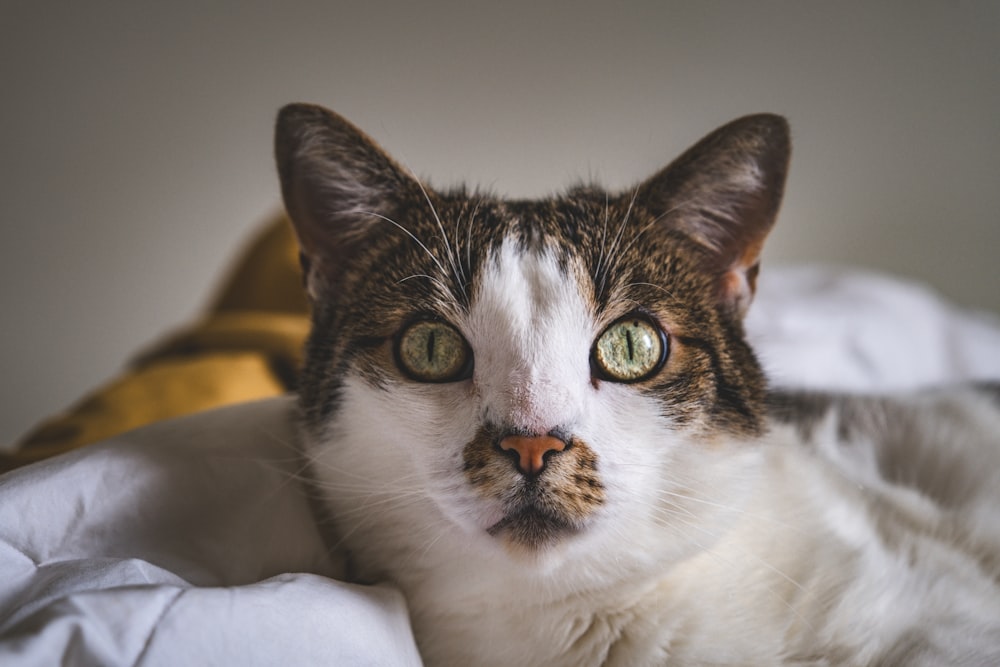 a close up of a cat laying on a bed