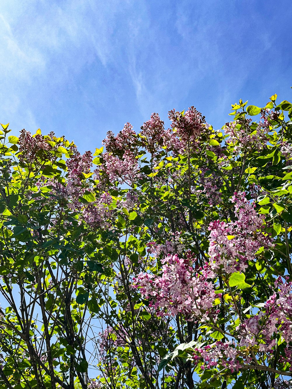a tree filled with lots of purple flowers under a blue sky