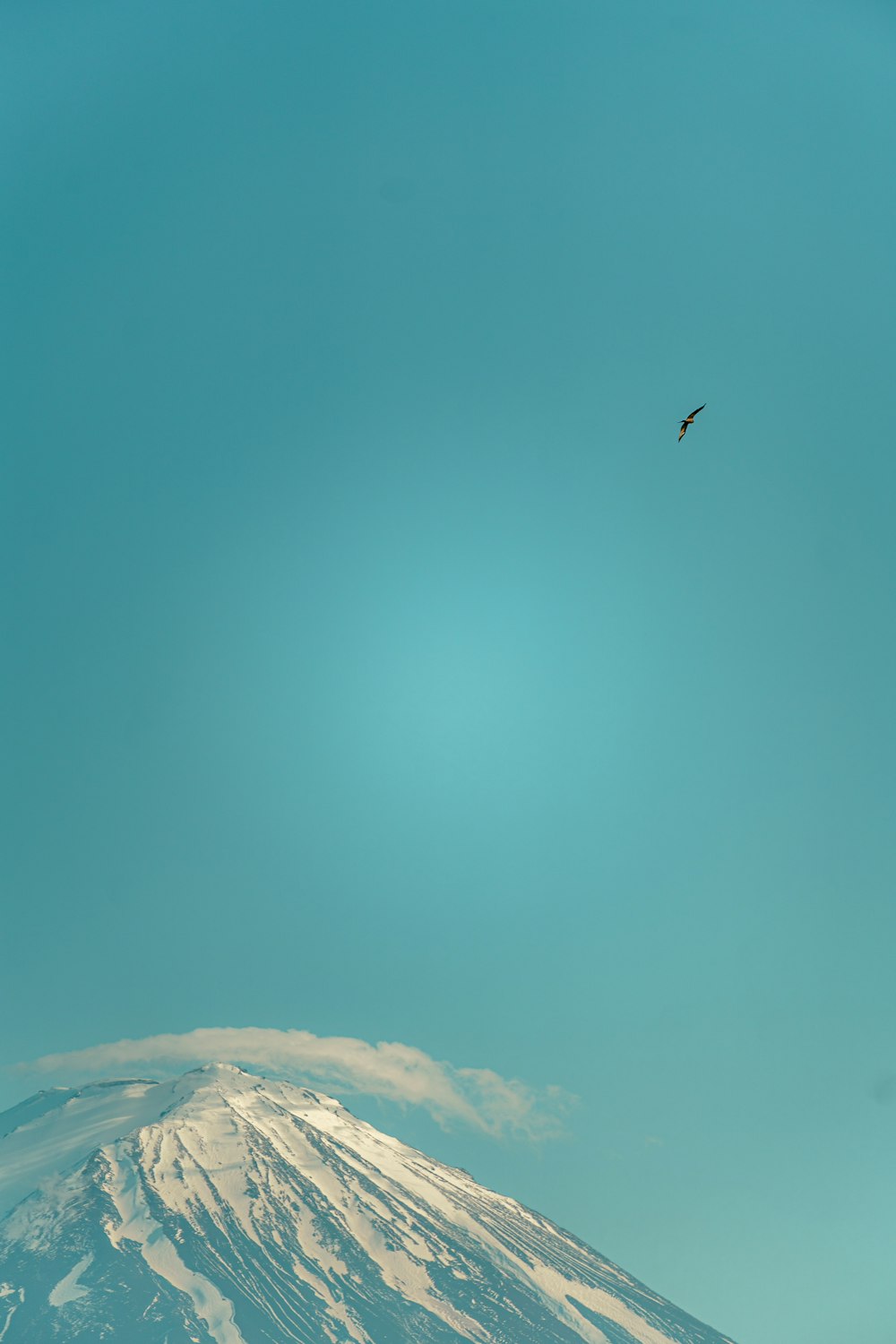 a bird flying over a snow covered mountain