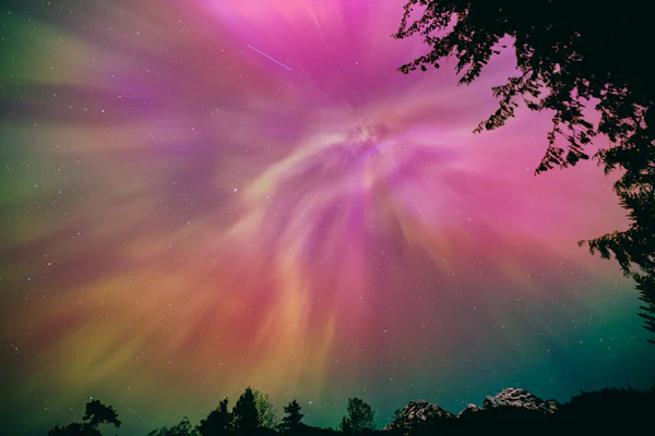 Overhead aurora corona in pink, magenta, yellow and green above dark treetops