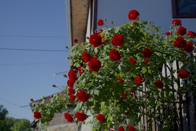 a bush of red roses in front of a house