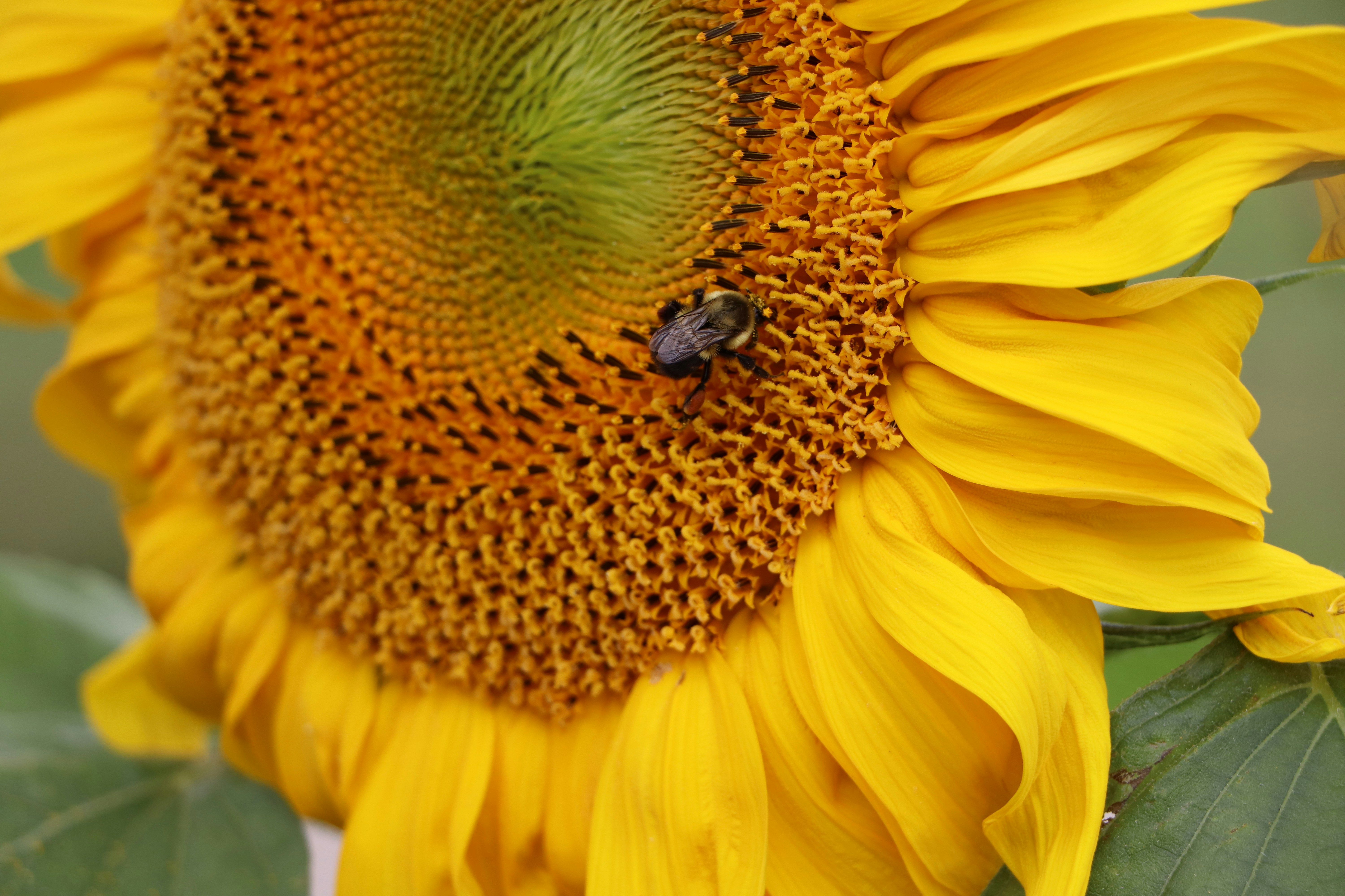 Photo by farhansabir