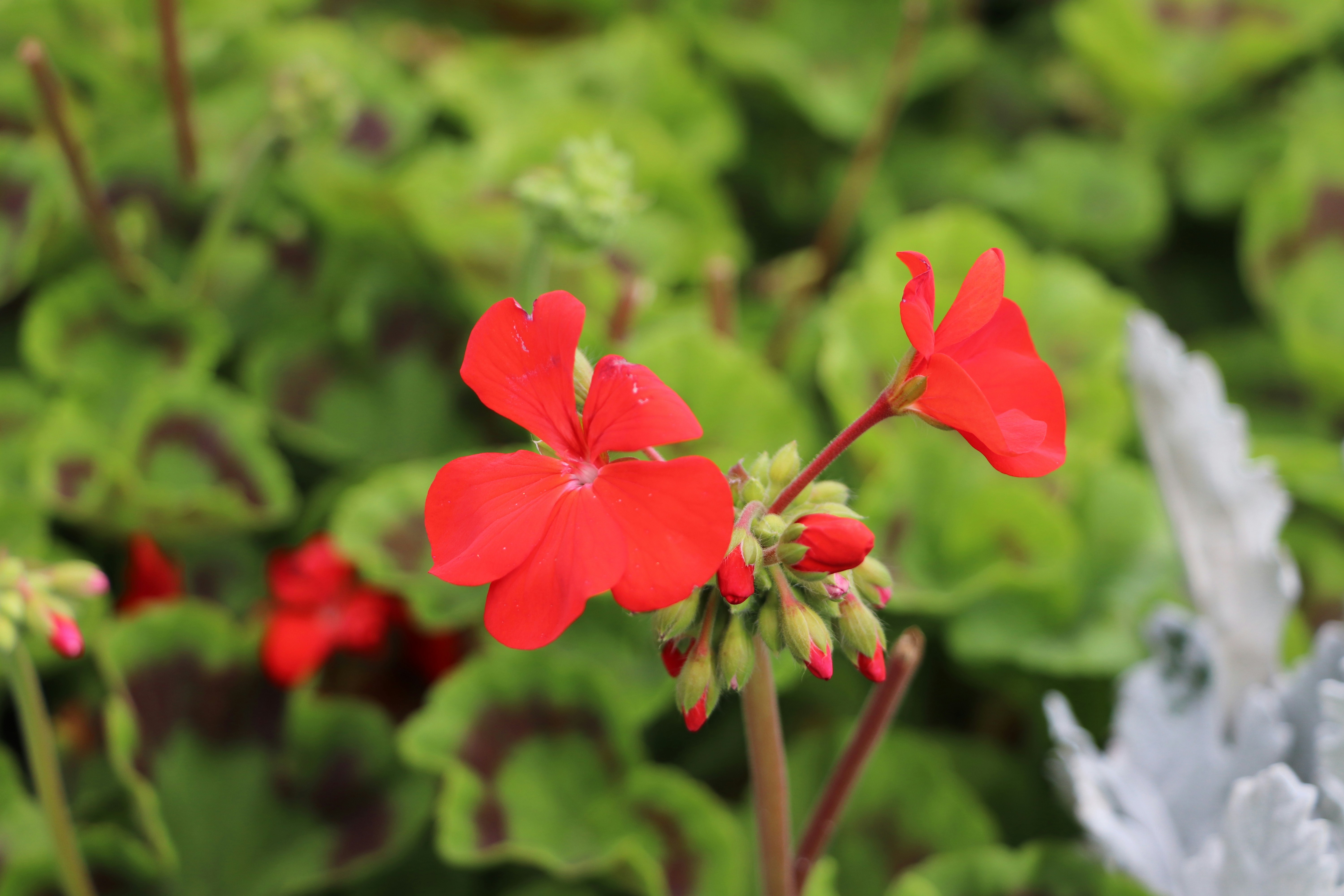 Photo by farhansabir