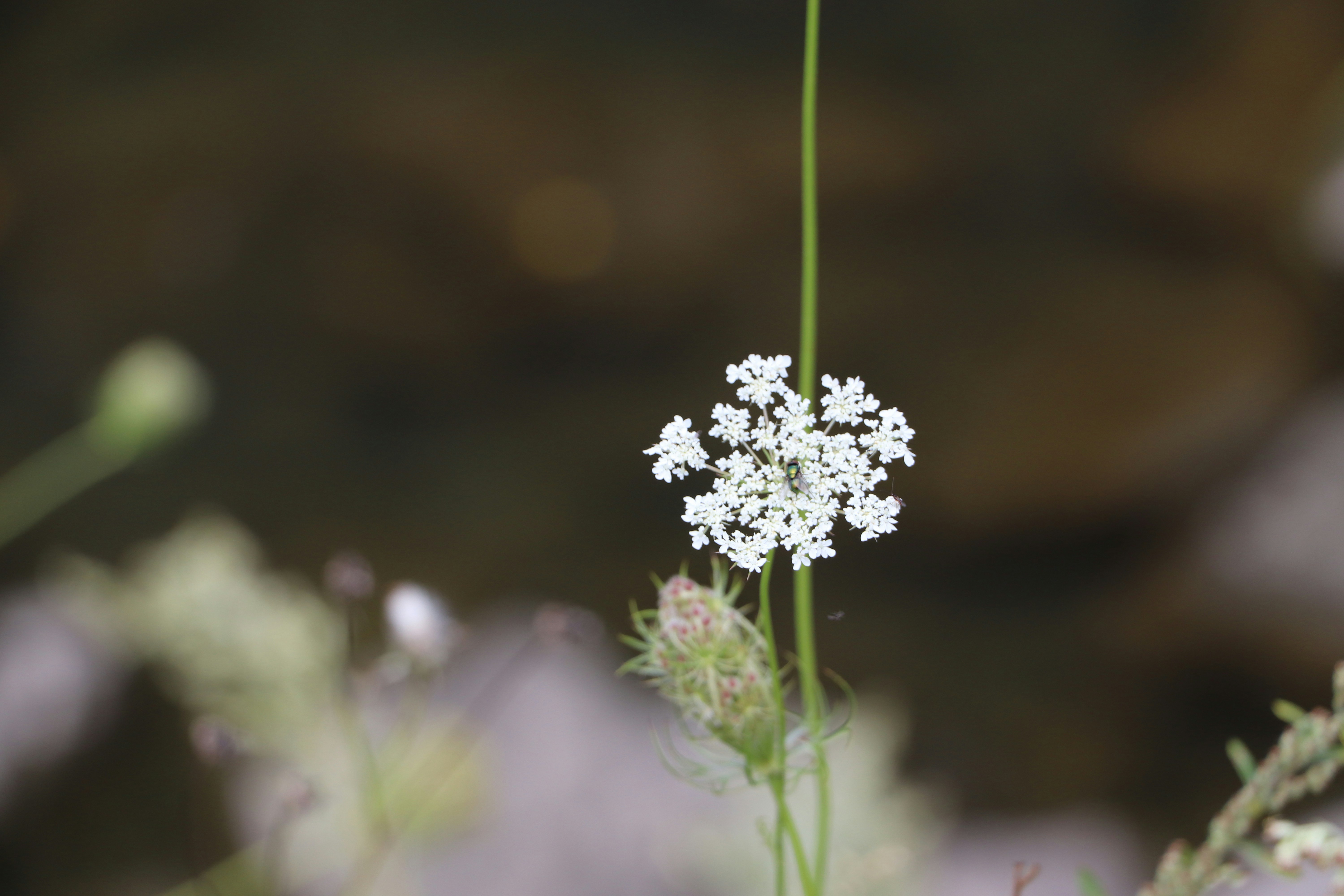 Photo by farhansabir