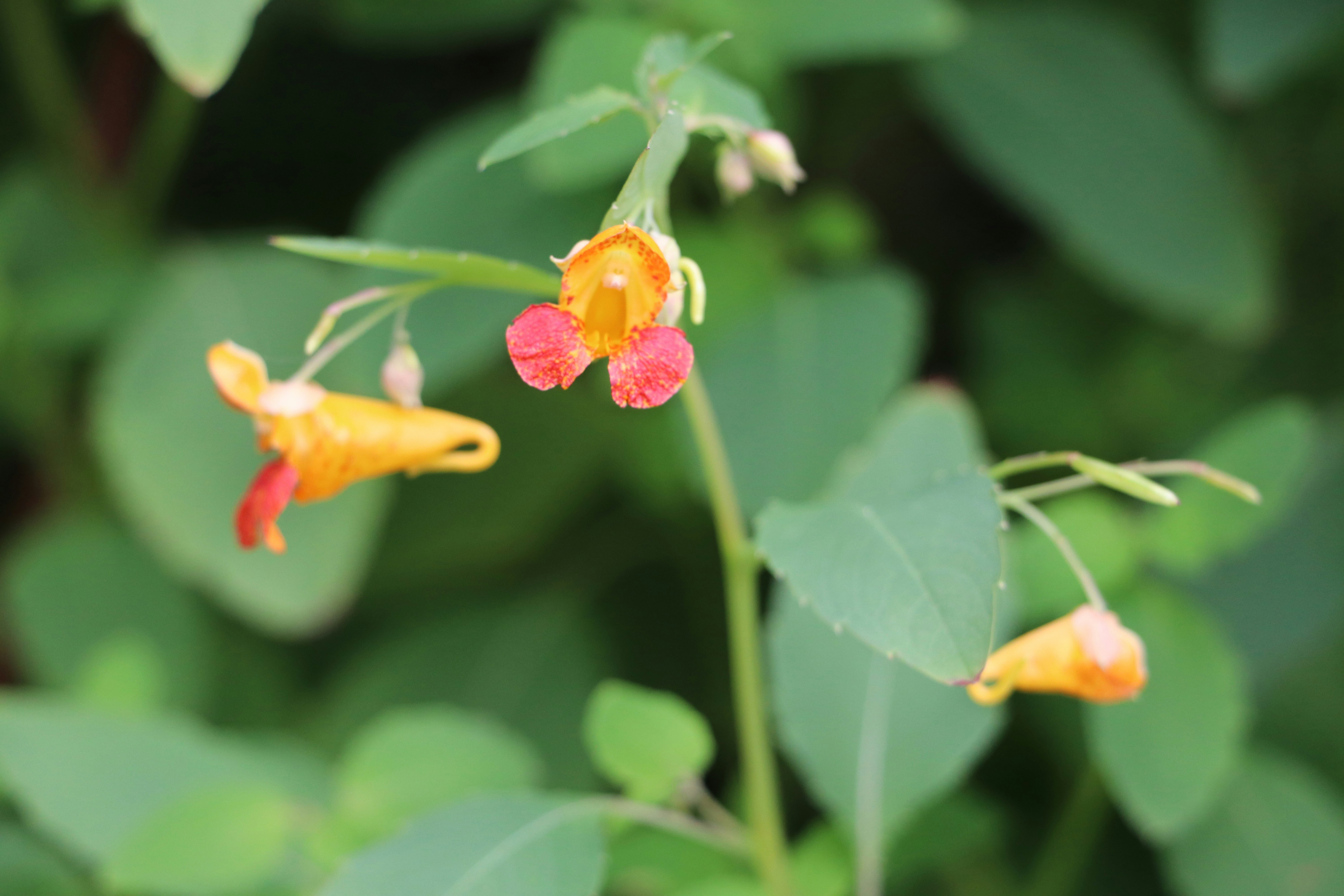 Photo by farhansabir