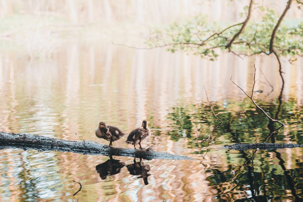 two ducks are sitting on a log in the water