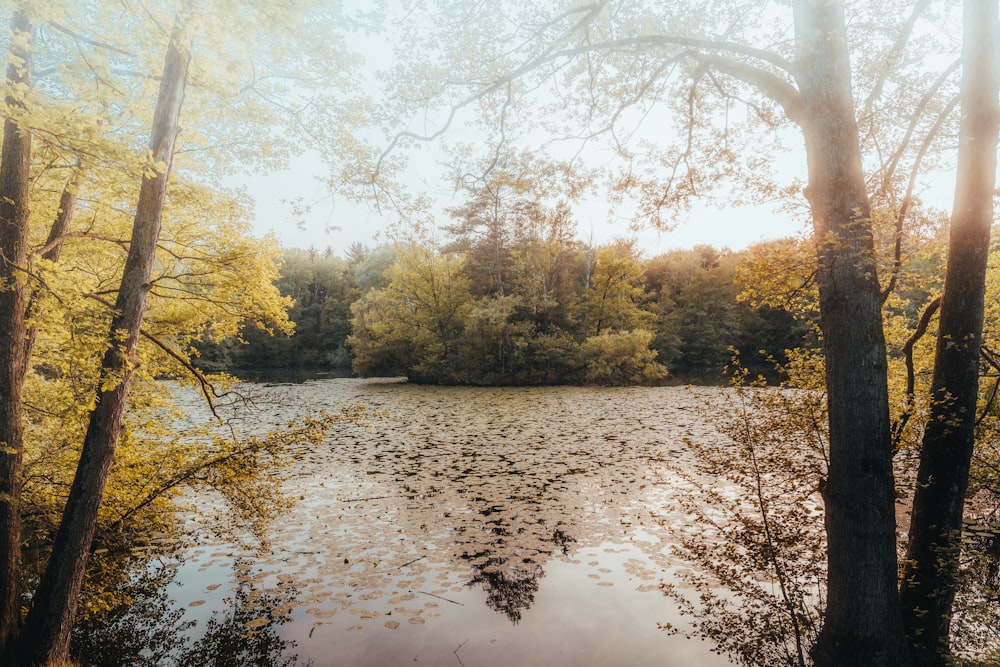 a body of water surrounded by trees and leaves