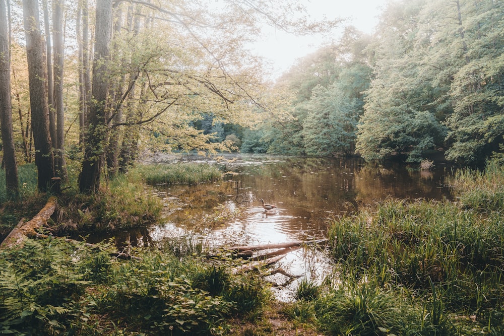 a small pond surrounded by trees in a forest