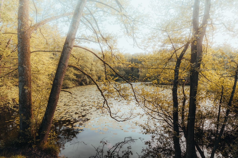 a lake surrounded by trees in a forest
