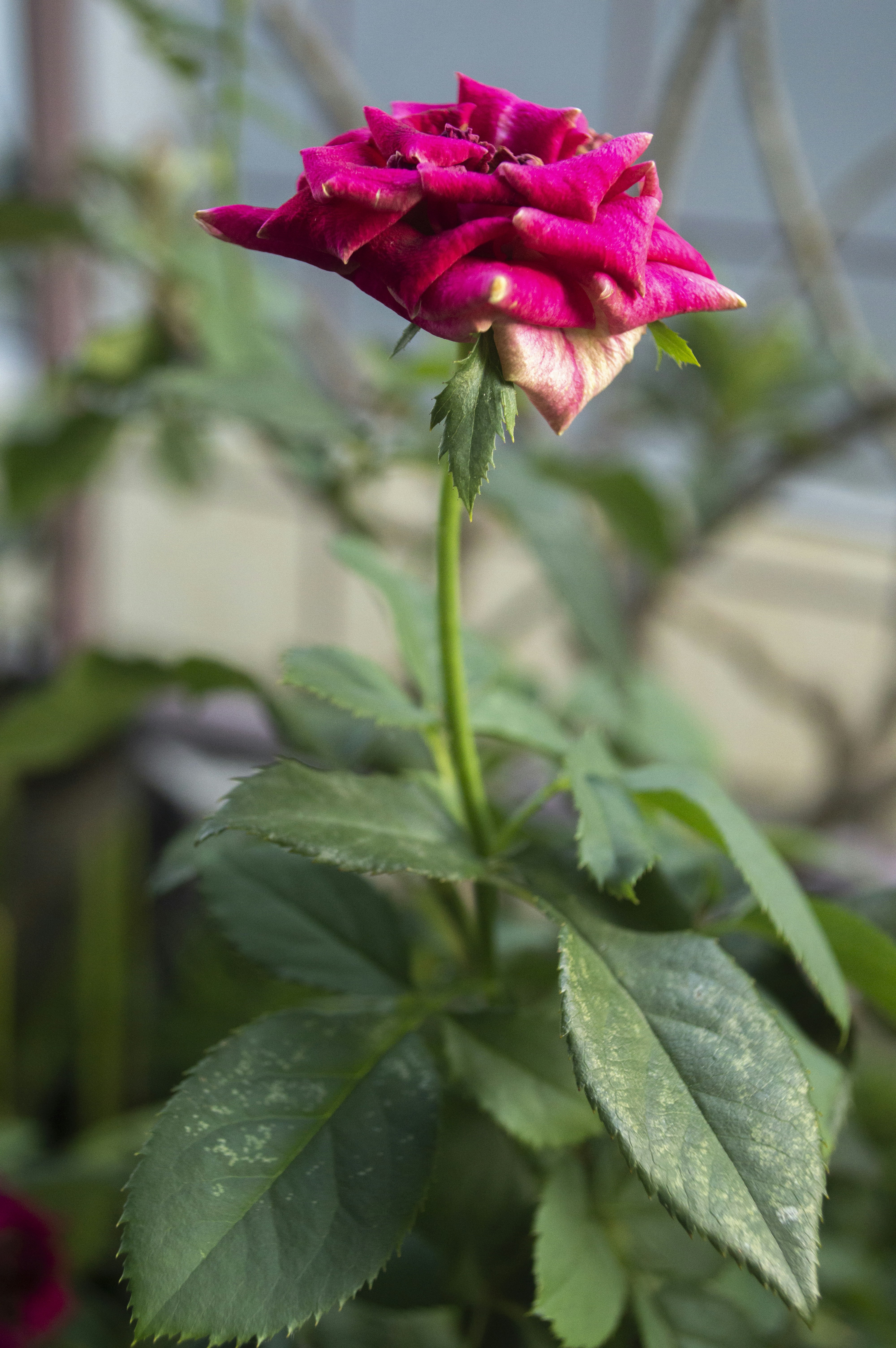 a close up of a pink flower with green leaves