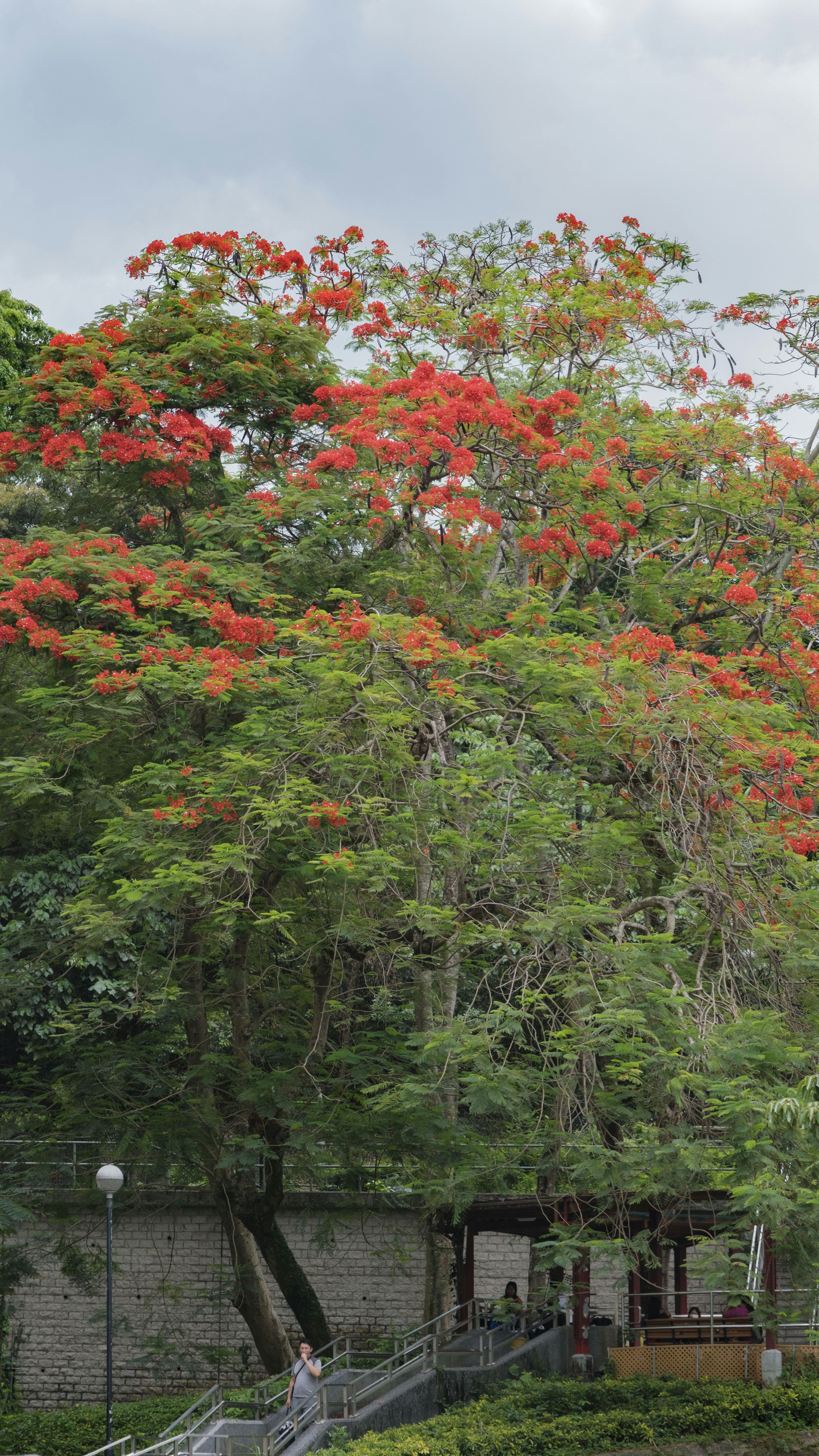 A large tree with red flowers in a park photo – Free Tree Image on Unsplash