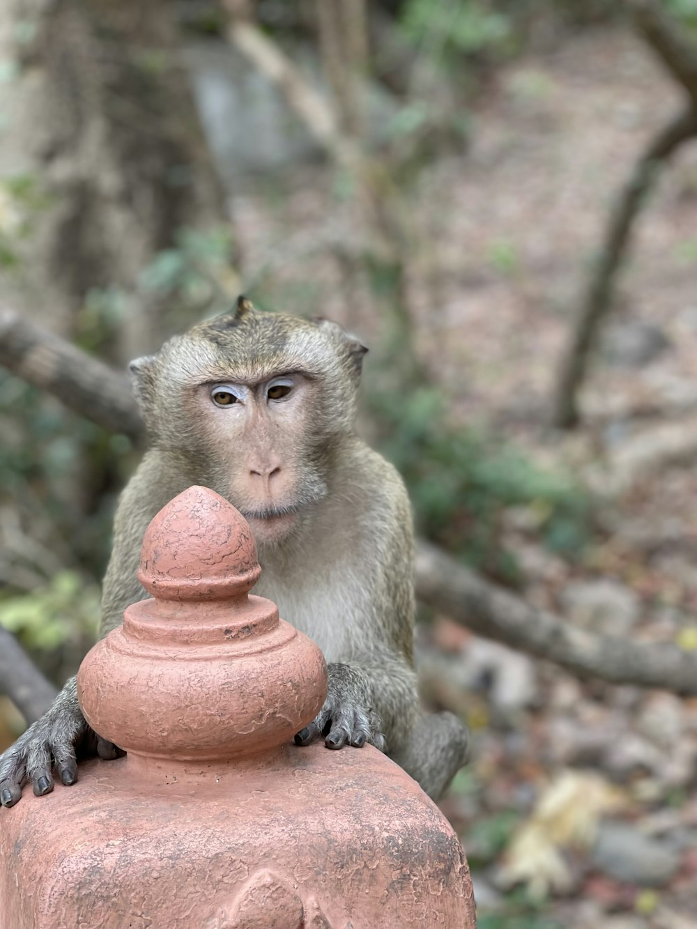 a monkey sitting on top of a red object