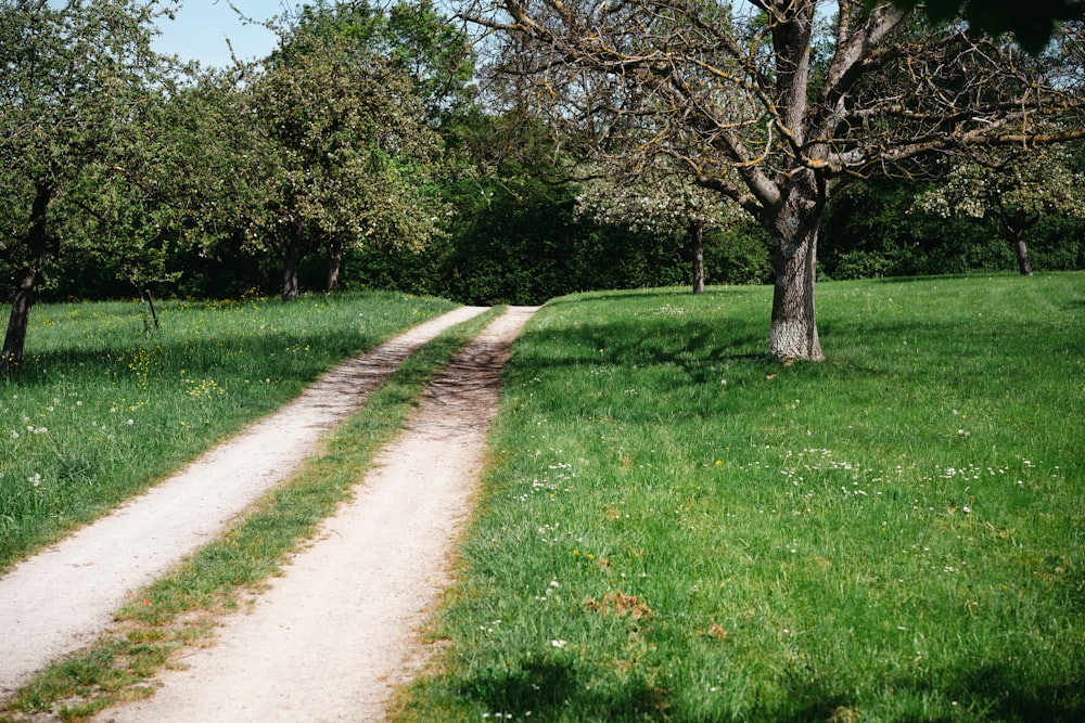 a dirt road going through a lush green field