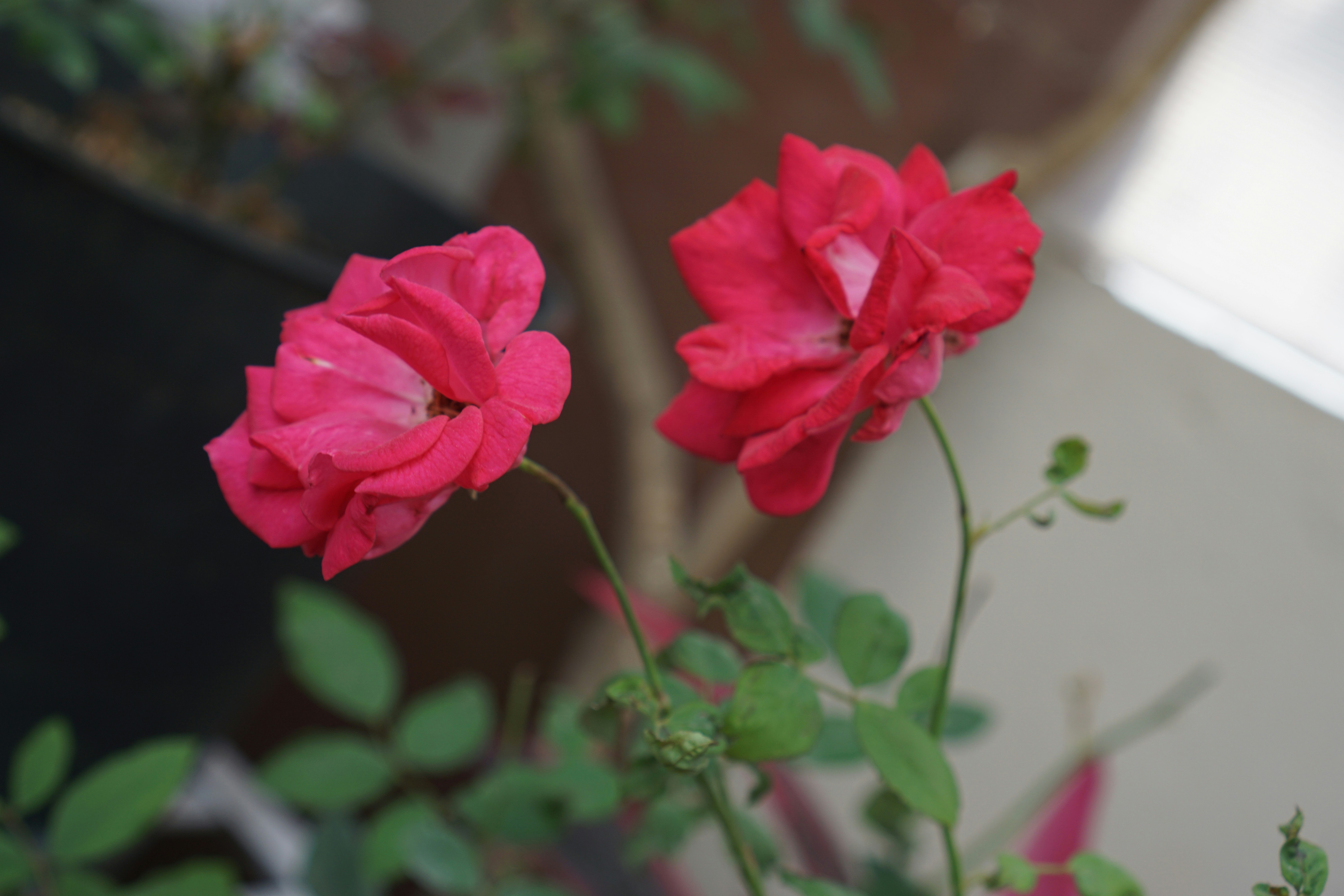 Photo by projectsbylaksh