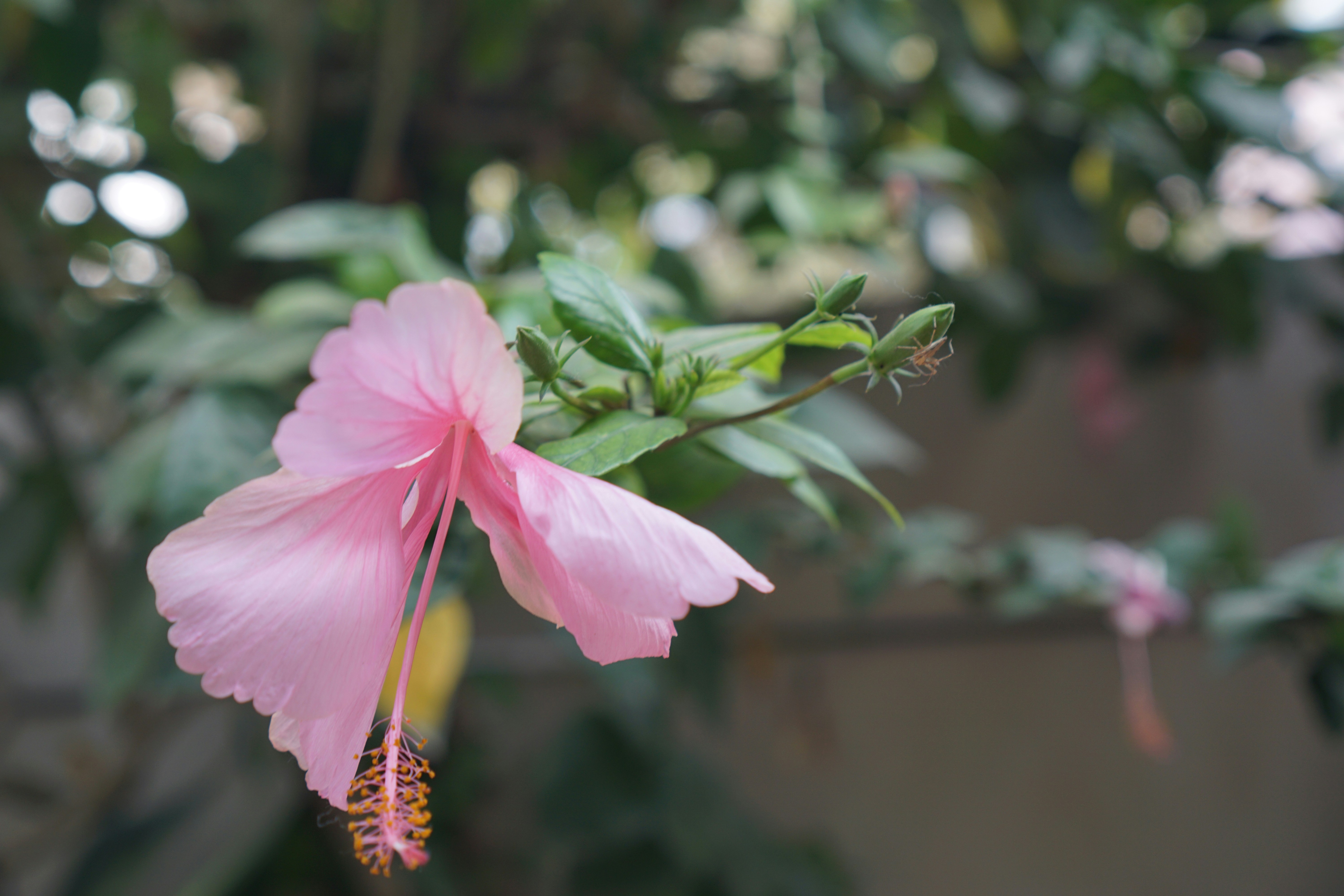 Photo by projectsbylaksh