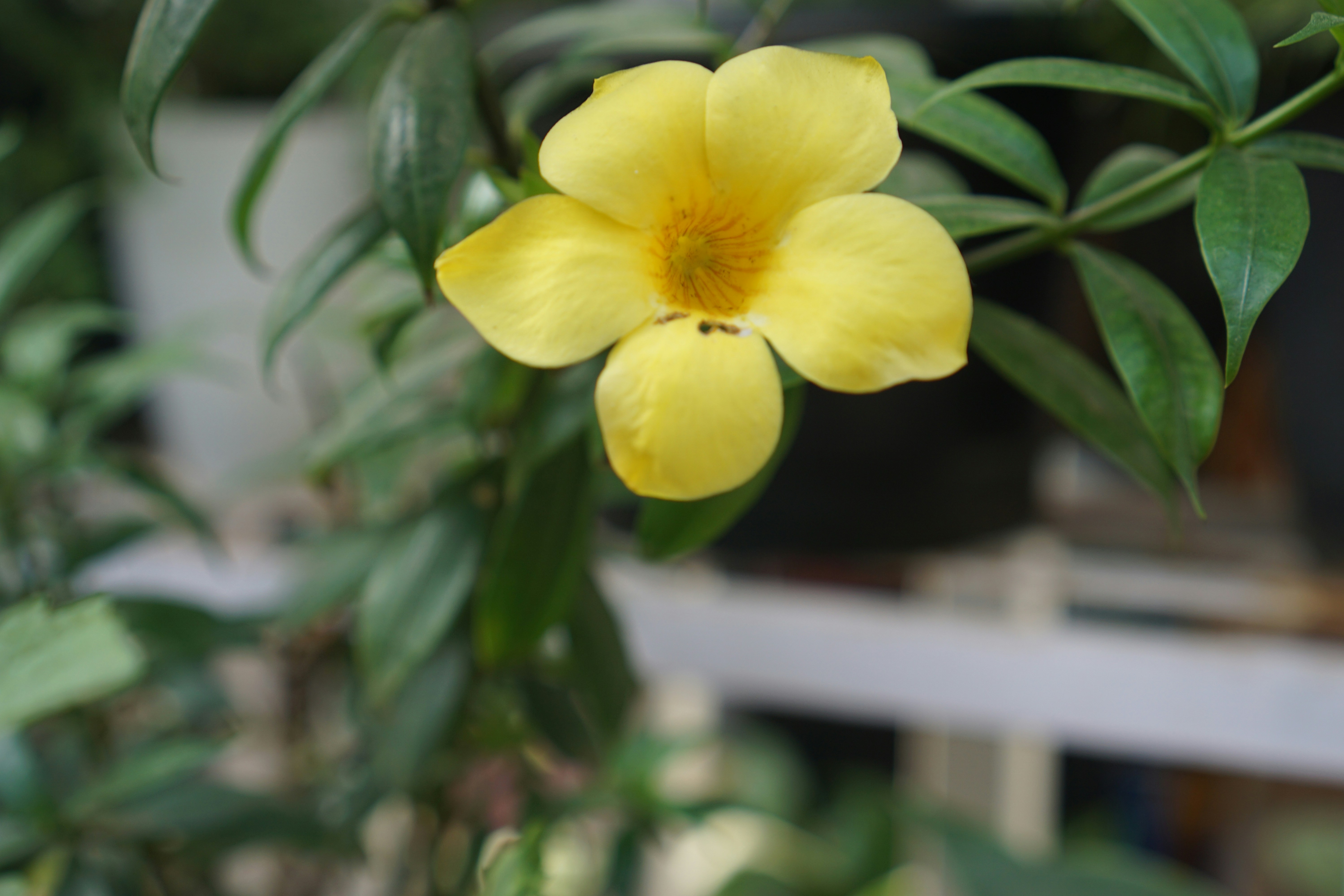 Photo by projectsbylaksh