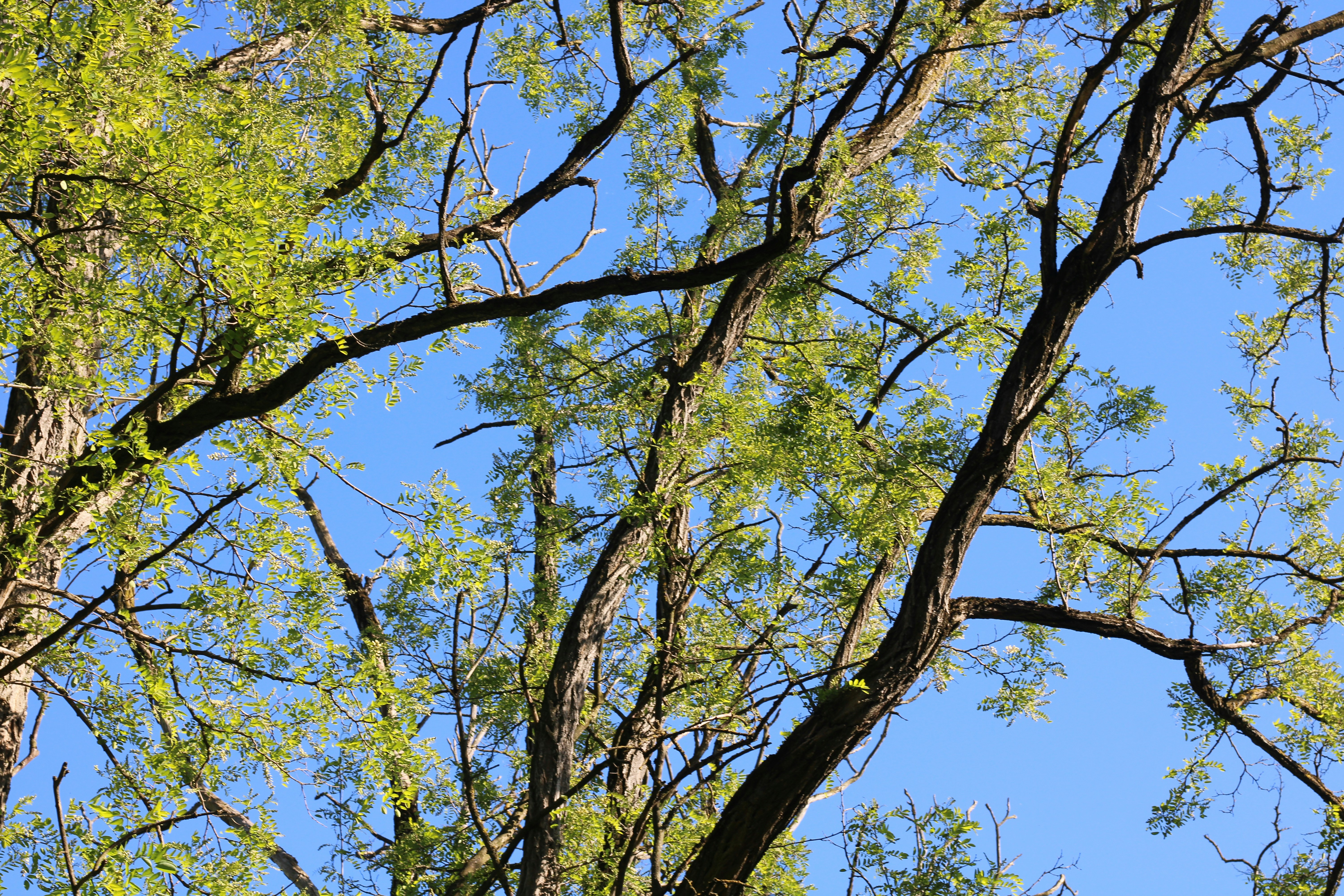 Photo by thorai9akira