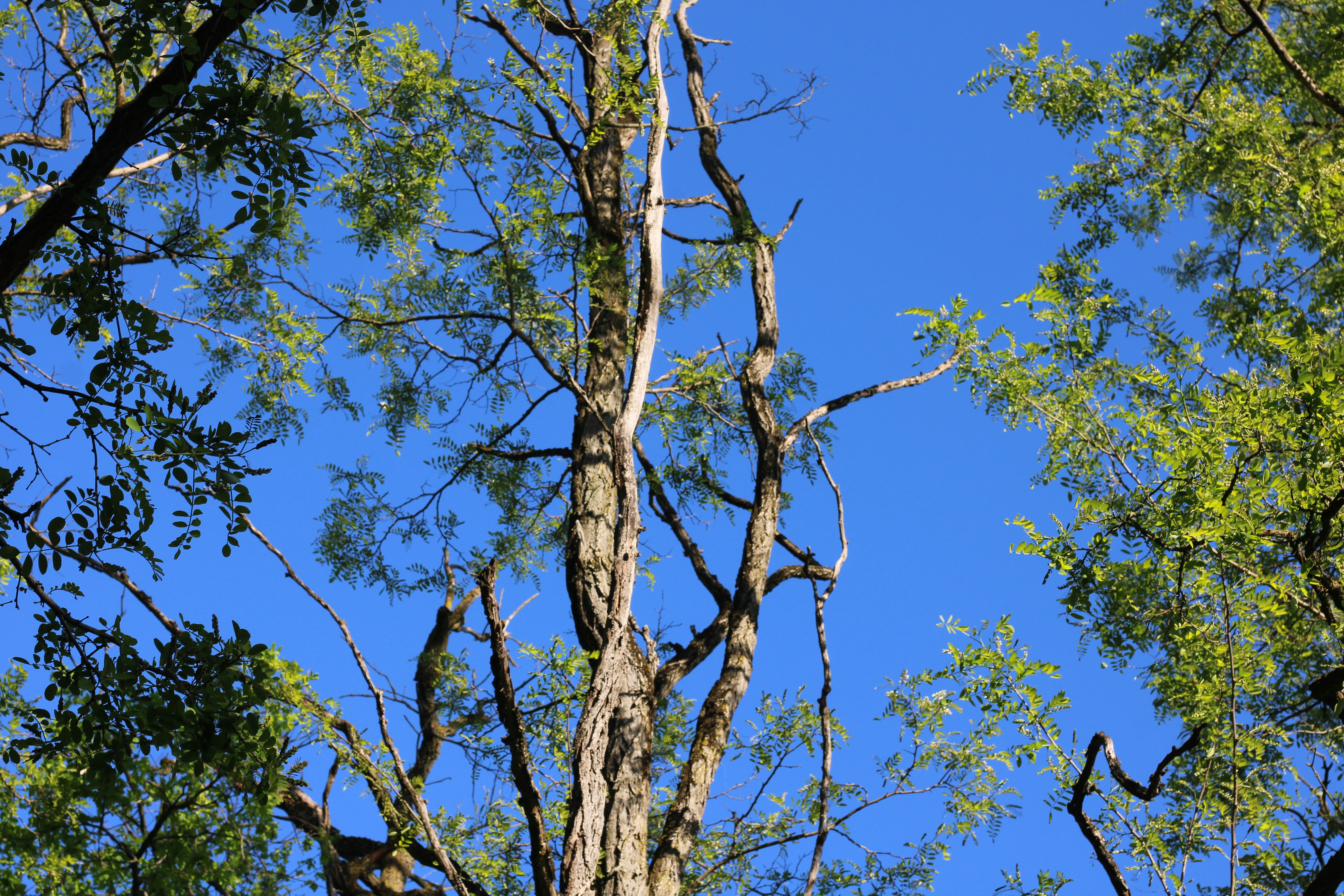 Photo by thorai9akira