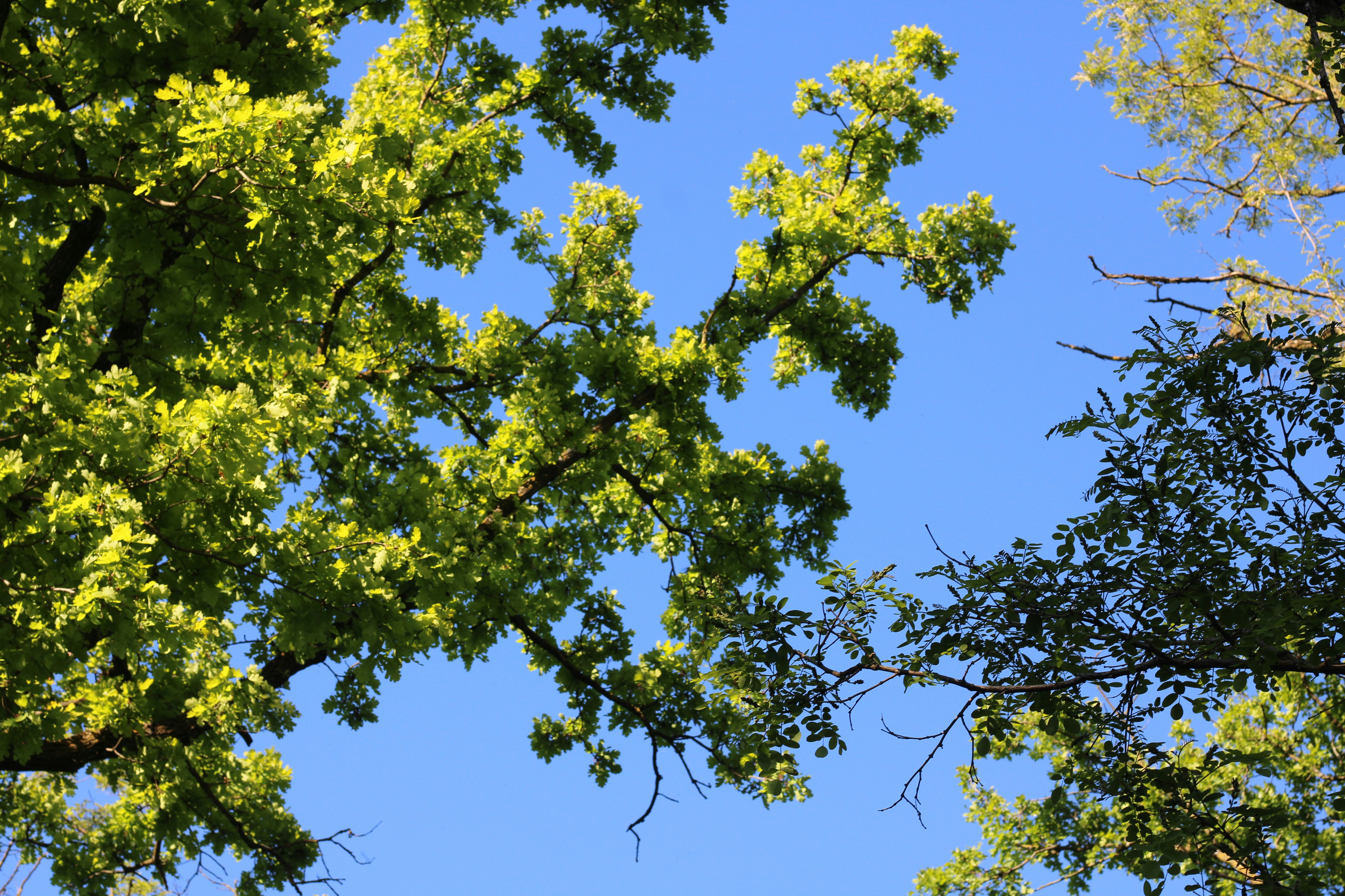 Photo by thorai9akira