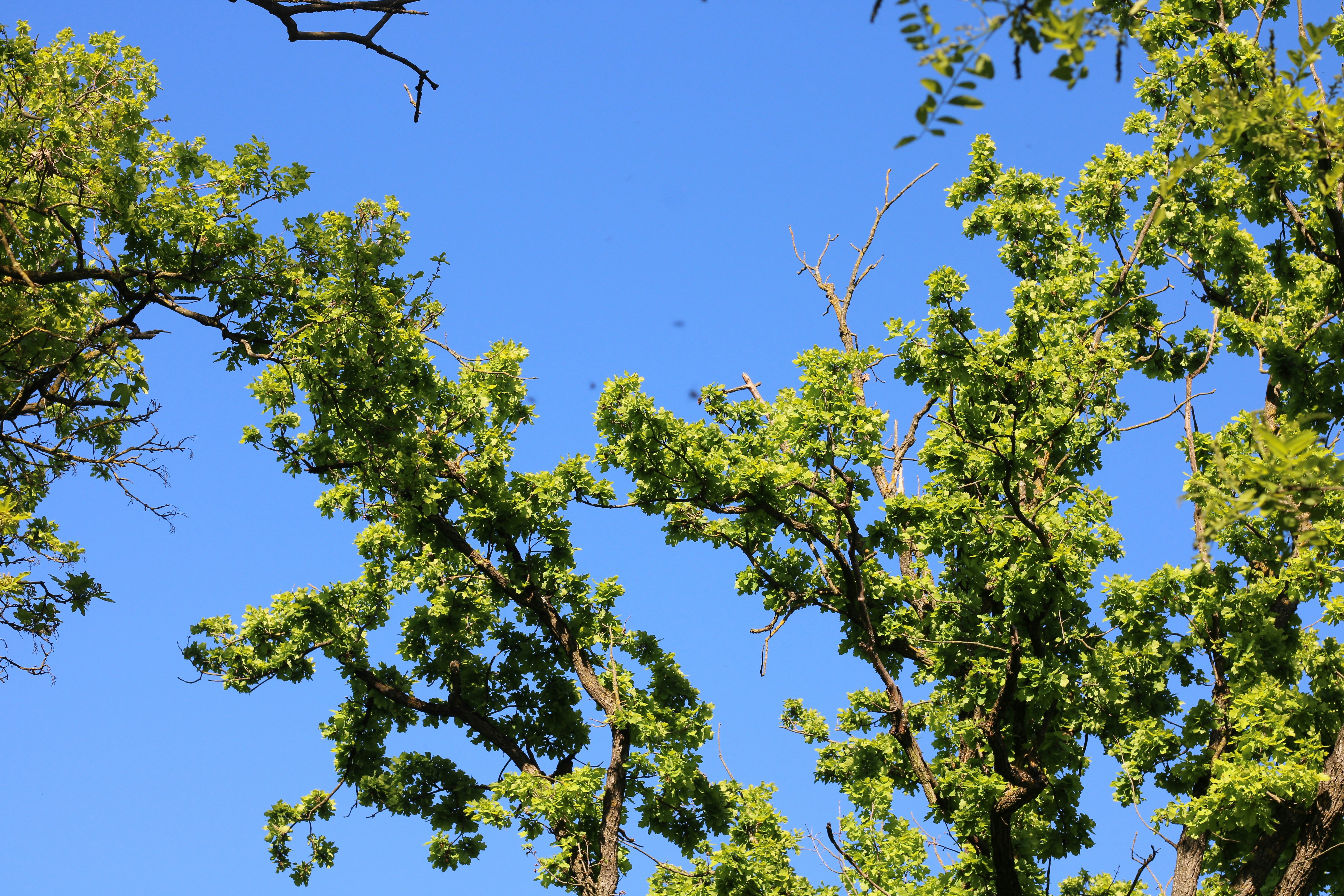 Photo by thorai9akira