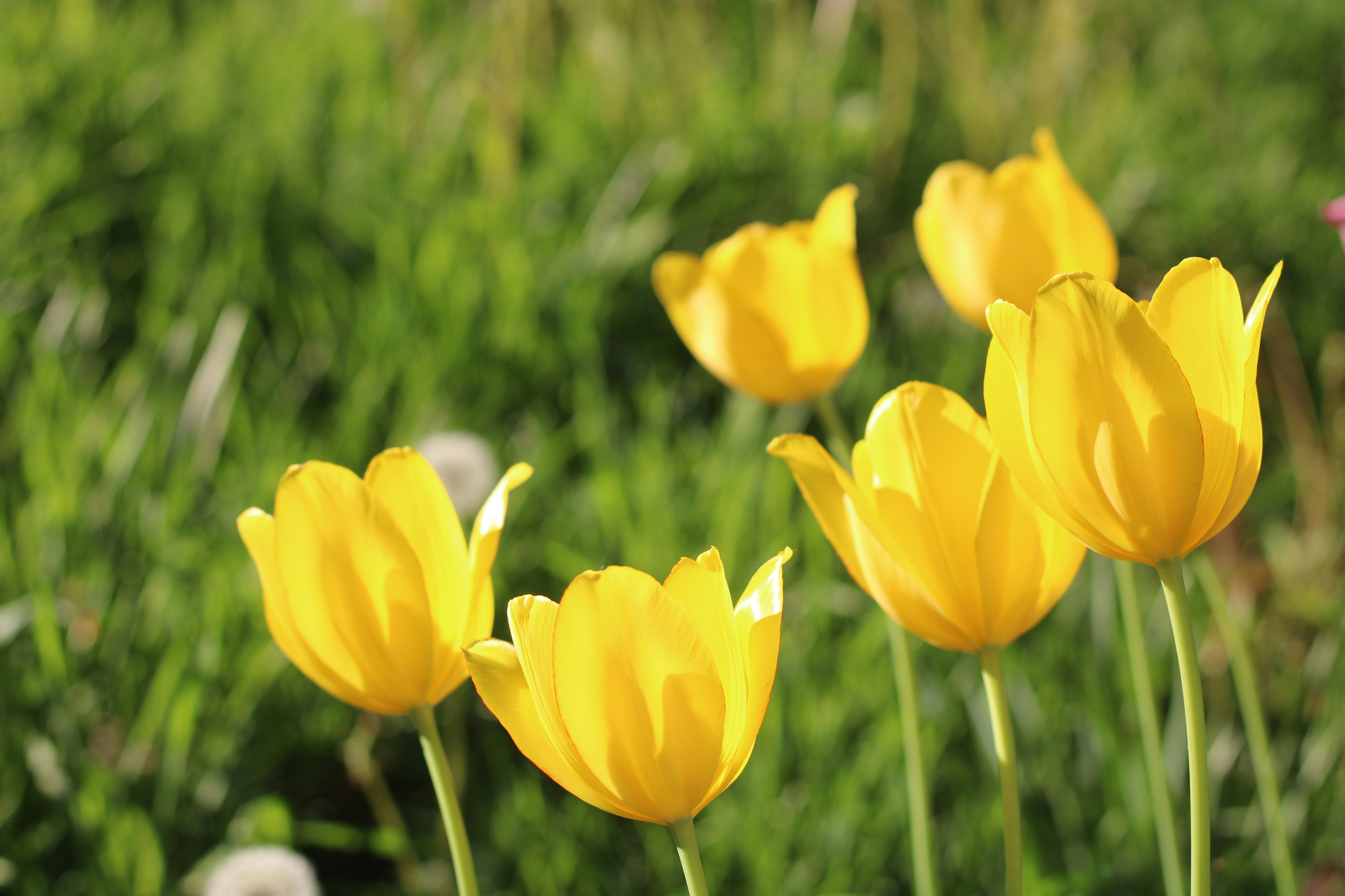 Photo by thorai9akira